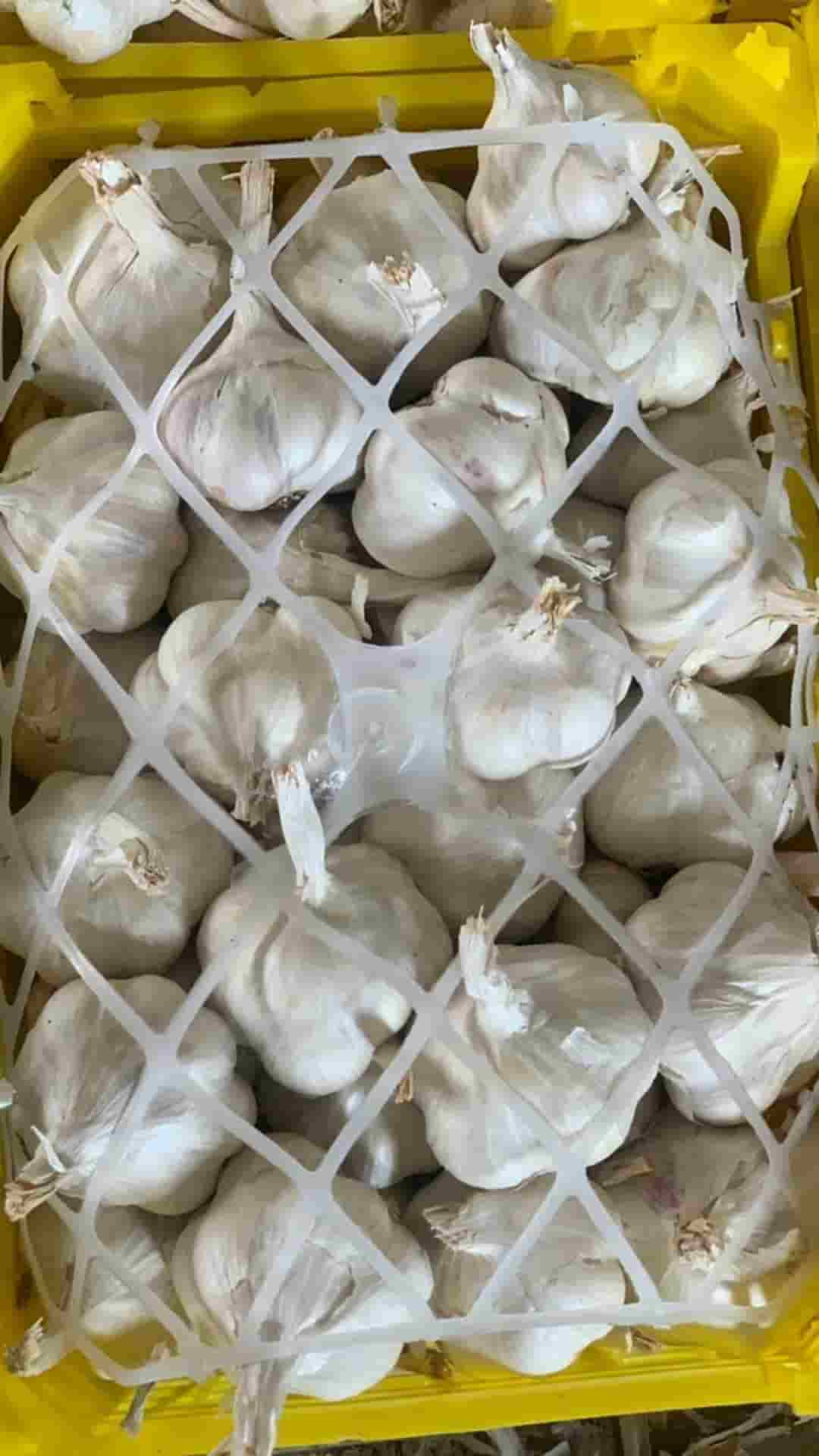 خرید و قیمت سیر سفید ایرانی اعلا + فروش صادراتی